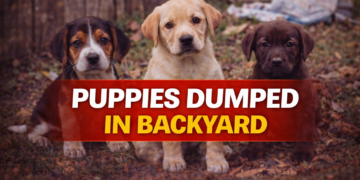 puppies dumped in back yard