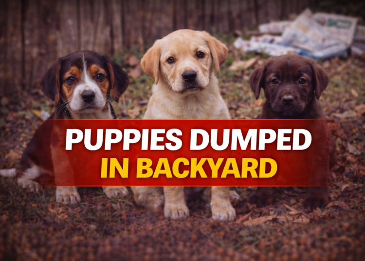 puppies dumped in back yard