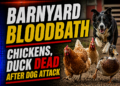 chickens and ducks killed in dog attack
