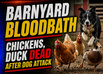 chickens and ducks killed in dog attack