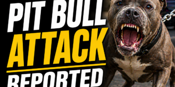 Pit Bull Attack reported