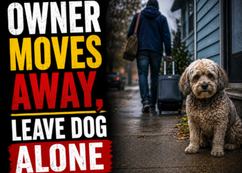 Dog left behind after owner moved