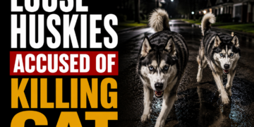 Loose Huskies accused of Killing Cat