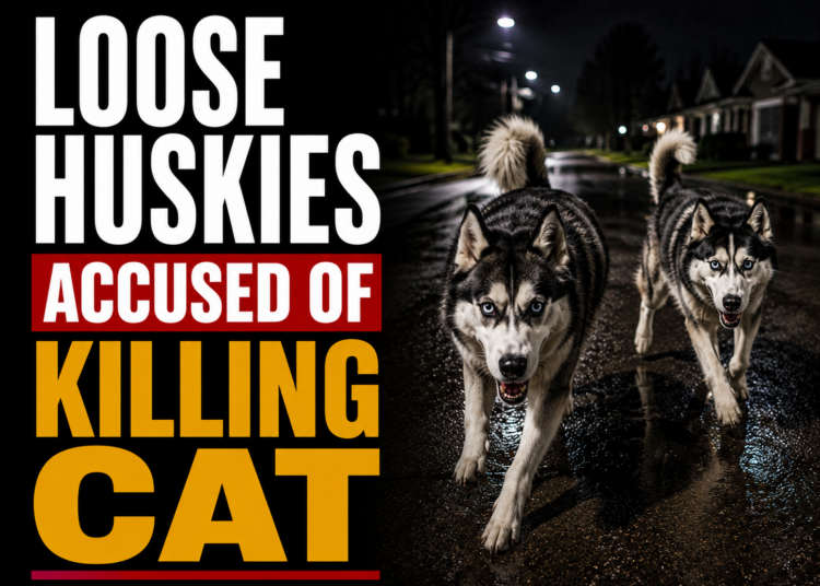 Loose Huskies accused of Killing Cat