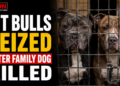 Pit bulls seized after attack
