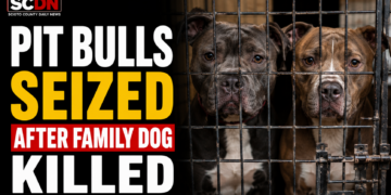 Pit bulls seized after attack