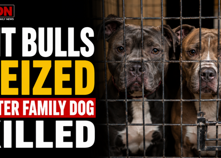 Pit bulls seized after attack