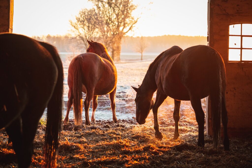 Three brown horses stand in a hay-covered barn that has its doors opened to a frosty field at dawn.