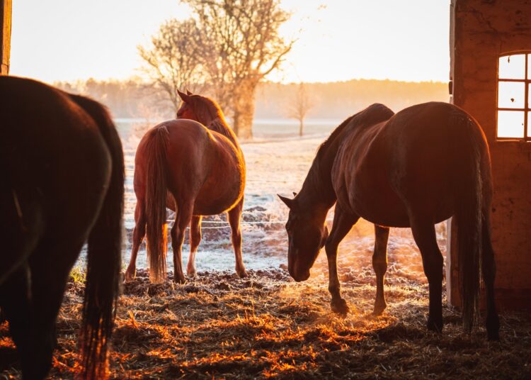Three brown horses stand in a hay-covered barn that has its doors opened to a frosty field at dawn.