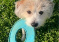Capo Conley Fur Baby