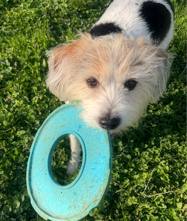Capo Conley Fur Baby