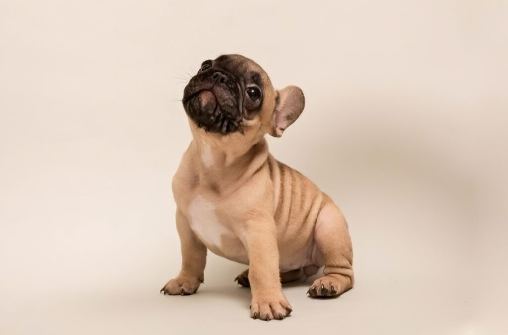 French Bulldog Puppies Online