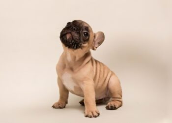French Bulldog Puppies Online