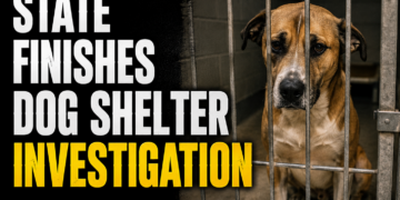 Dog shelter investigaton