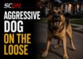aggressive dog on the loose