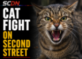Cat fight on second Street