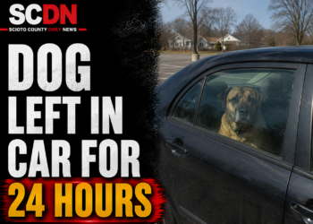 Dog left in car for 24 hours