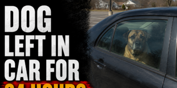 Dog left in car for 24 hours