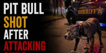 Pit bull attack