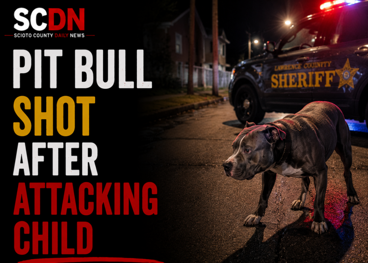 Pit bull attack