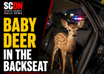Baby deer in the backseat