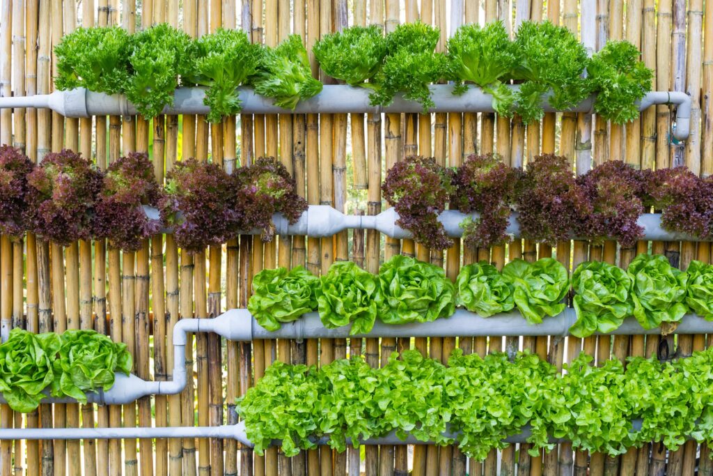 A vertical hydroponic garden with green and red lettuce growing in stacked PVC pipes against a bamboo fence.