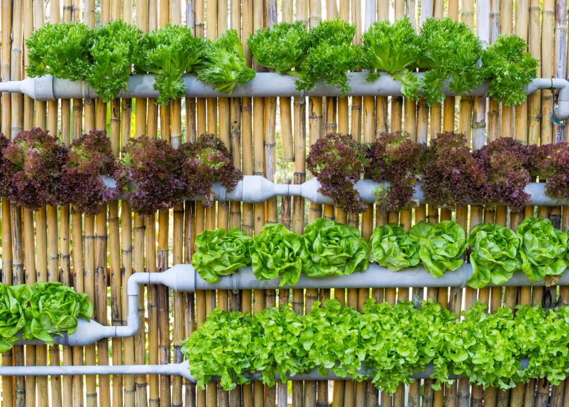A vertical hydroponic garden with green and red lettuce growing in stacked PVC pipes against a bamboo fence.