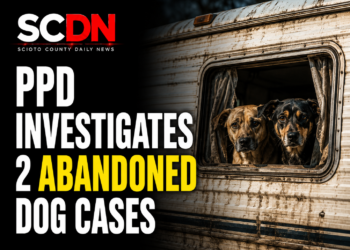 abandoned dogs