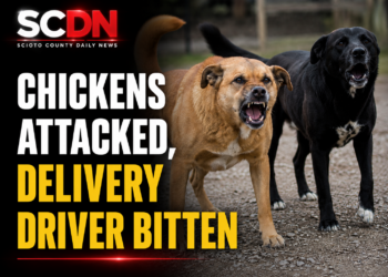 Chickens attacked
