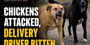 Chickens attacked