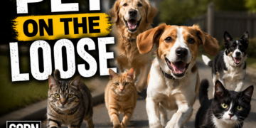 Pets on the loose