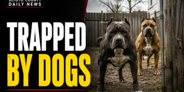 Trapped by dogs