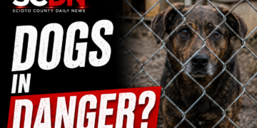 Dogs in Danger