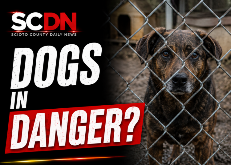Dogs in Danger