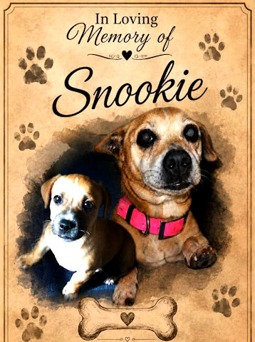 Snookie