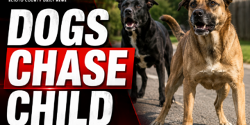 dogs chase child