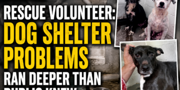Dog Shelter problems