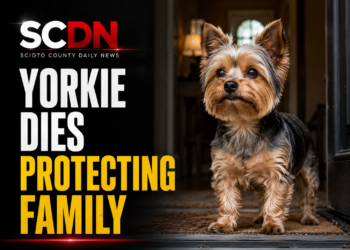 Yorkie