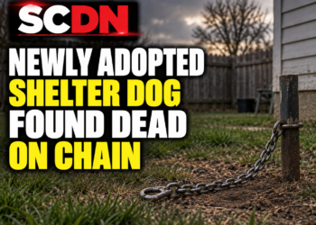 nely adopted dog found dead