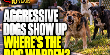 Aggressive dogs in Clay Township