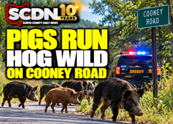 Pigs run hog wild on Cooney Road